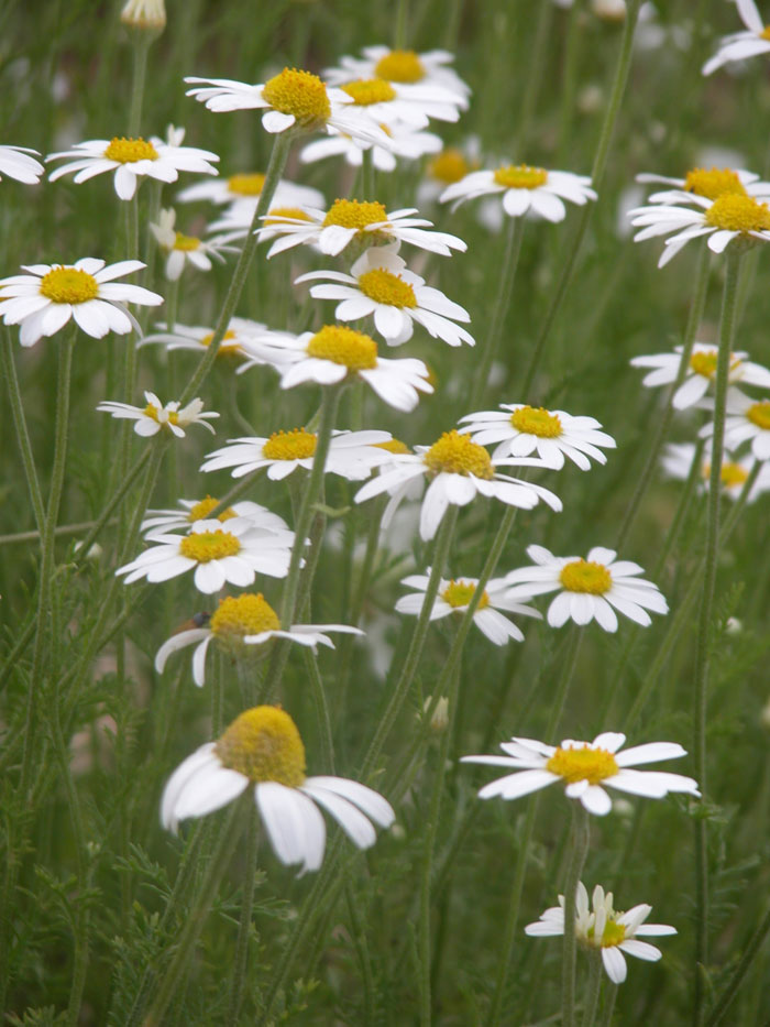 1. Oxeye Daisy