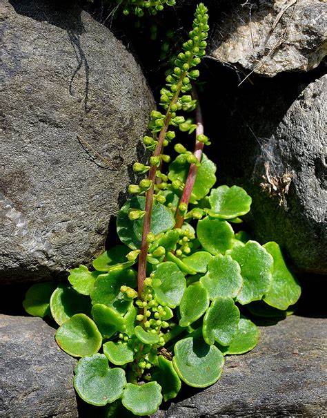 2. Navelwort